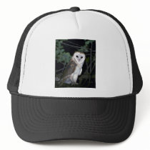 Common barn-owl, Tyto alba, California, U.S.A. Hats