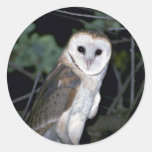 Common barn-owl, Tyto alba, California, U.S.A. Round Stickers