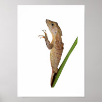 Common Basilisk Posters