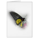 Common Birdwing butterfly Cards