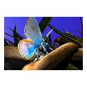 Common Blue Fairy Poster posters by DragonCat Common Blue Fairy Poster posters