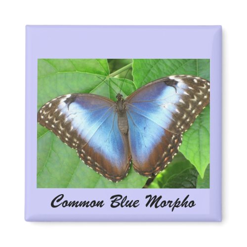 Common Blue Morpho magnet
