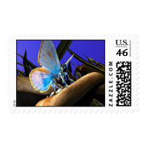 Common Blue postage by DragonCat Common Blue postage