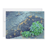 Common blue violets, Quebec, Canada. flower Personalized Invitations