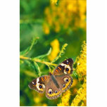 Common Buckeye Butterfly on Missouri goldenrod