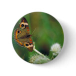 Common Buckeye butterfly on Rattlesnake-master Pins