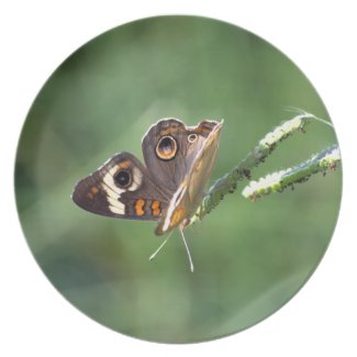 Common Buckeye Butterfly plate