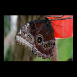 Common Buckeye Butterfly Print posters