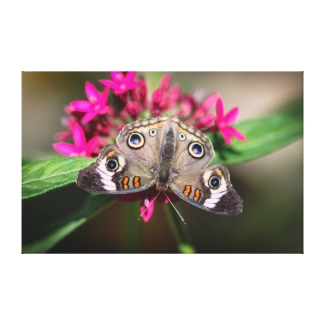 Common Buckeye Junonia Coenia