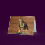 Common Buzzard Bird of Prey