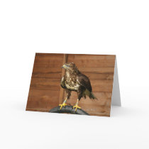 Common Buzzard Bird of Prey cards
