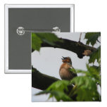 Common Chaffinch Pinback Button