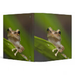 Common coqui, Eleutherodactylus coqui, El binders