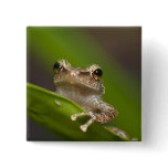 Common coqui, Eleutherodactylus coqui, El buttons