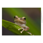 Common coqui, Eleutherodactylus coqui, El cards