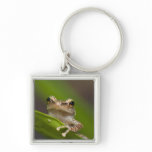 Common coqui, Eleutherodactylus coqui, El keychains