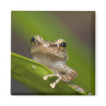 Common coqui, Eleutherodactylus coqui, El magnets