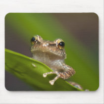 Common coqui, Eleutherodactylus coqui, El Mouse Pad