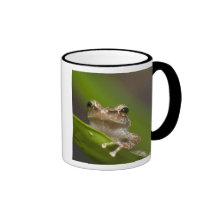 Common coqui, Eleutherodactylus coqui, El Coffee Mugs