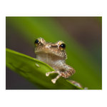 common coqui eleutherodactylus coqui el postcard r9f4fe1da51f743ffb23c3de2bf7297ec vgbaq 8byvr 150 Puerto Rico