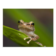 Common coqui, Eleutherodactylus coqui, El Post Card