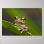 Common coqui, Eleutherodactylus coqui, El posters