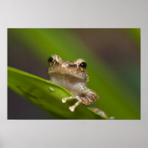 Common coqui, Eleutherodactylus coqui, El