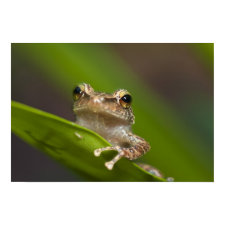 Common coqui, Eleutherodactylus coqui, El Print