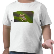 Common coqui, Eleutherodactylus coqui, El T Shirt