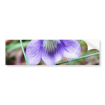 Common Dog Violet bumper stickers