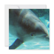 Common Dolphin Invitation