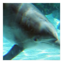 Common Dolphin Invitation