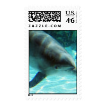 Common Dolphin Postage Stamp