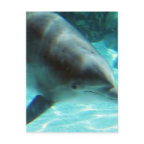 Common Dolphin Postcard