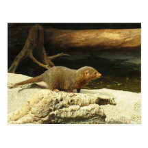 Common Dwarf Mongoose postcard