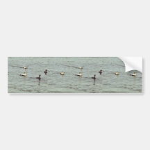 Common Eider Drakes and Hens Bumper Stickers