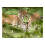 Common Eland Postcards