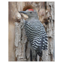 common flicker full color flyer