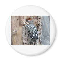 common flicker magnets by pinkypetals common flicker magnets