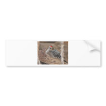 common flicker on nest 2 bumper sticker