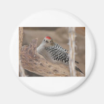 common flicker on nest 2 fridge magnet