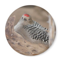 common flicker on nest 2 magnets