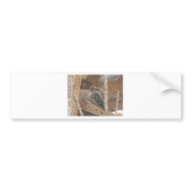 common flicker on nest bumper stickers