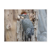 common flicker postcards by pinkypetals common flicker postcards