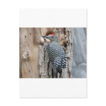 common flicker postcards by pinkypetals common flicker postcards
