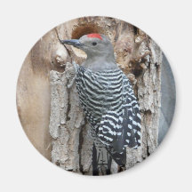 common flicker refrigerator magnets