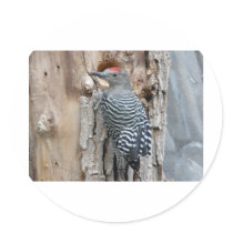 common flicker stickers by pinkypetals common flicker stickers