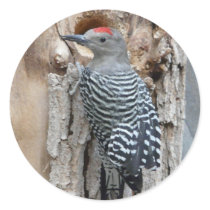 common flicker stickers by pinkypetals common flicker stickers