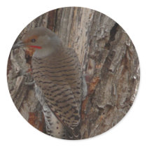 common flicker-woodpecker stickers by pinkypetals common flicker-woodpecker stickers