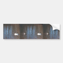 Common Goldeneye Bumper Stickers